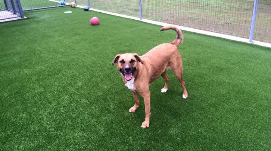 Jin's Bed and Biscuits Pet Resort and Boarding